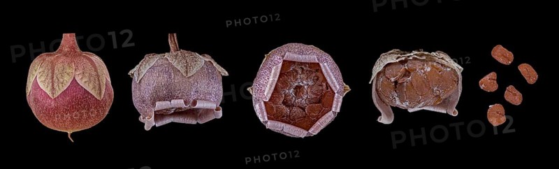 Room alpine violet (Cyclamen persicum Hybride)