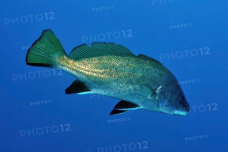 Brown meagre (Sciaena umbra)