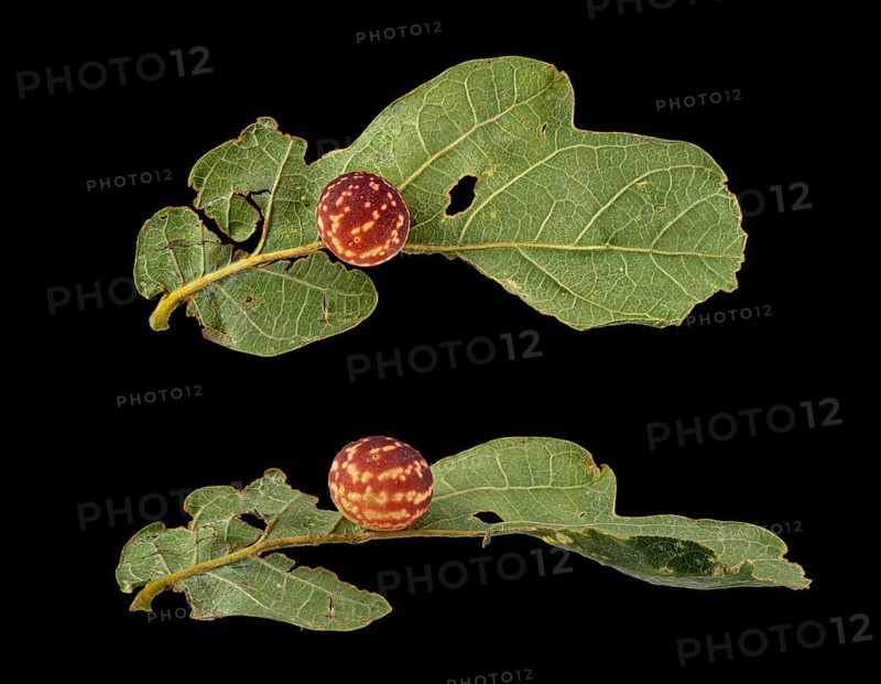 Striped oak gall wasp (Cynips longiventris)