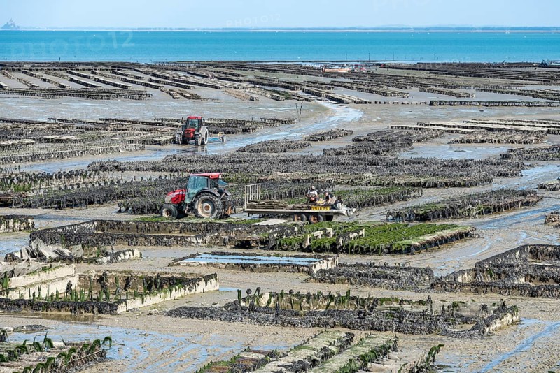 Oyster production in the mudflats
