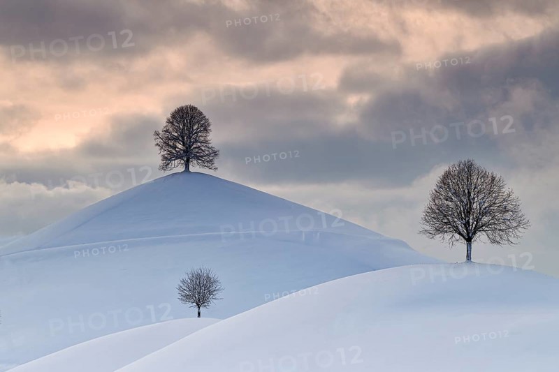 Linden trees in drumlin landscape