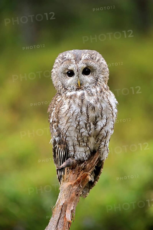 Tawny owl (Strix aluco)