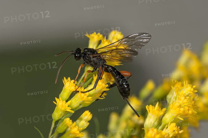 Black slip wasp (Pimpla rufipes) on Canada goldenrod (Solidago canadensis) Baden-Wuerttemberg