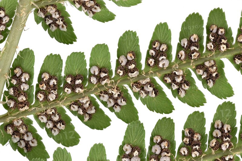 Male fern (Dryopteris filix-mas)