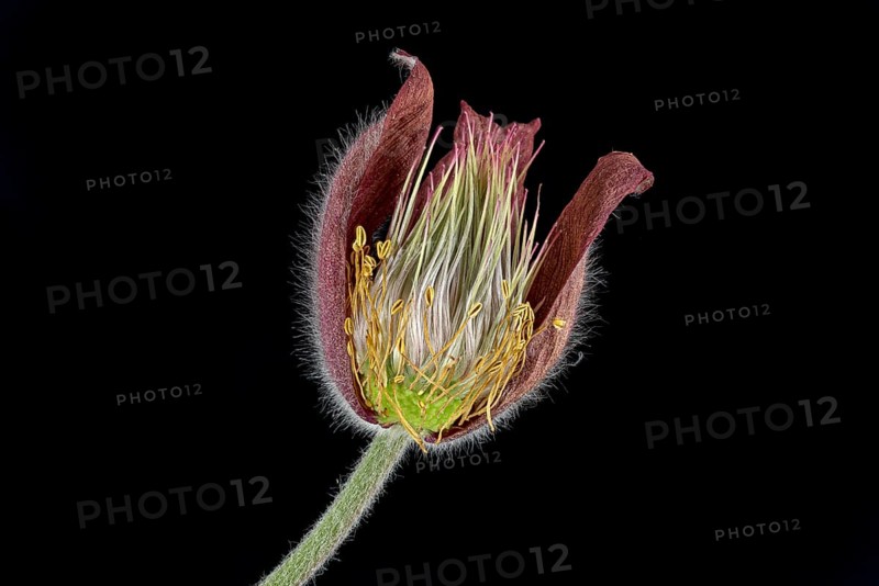 Pasque flower (Pulsatilla vulgaris)