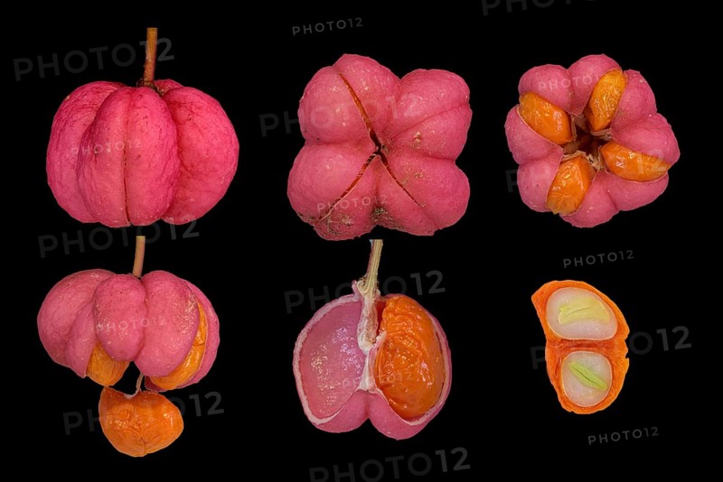 European spindle (Euonymus europaeus)