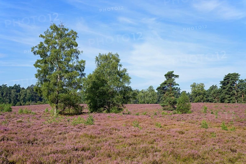 Heathland