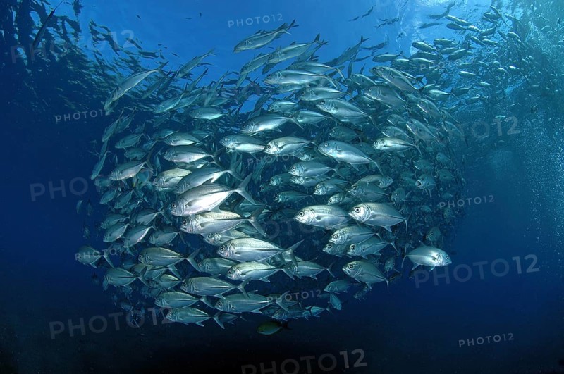 Shoal of Bigeye trevallies (Caranx sexfasciatus) forming a sphere