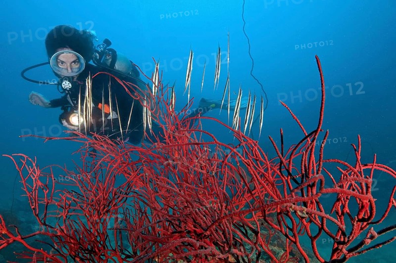 Diver looking at Coral Shrimpfish (Aeoliscus strigatus) in colourful red rope sponge