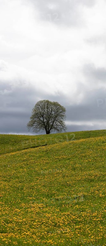 Flowering tree and meadow