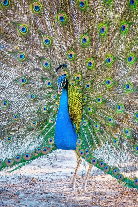 Indian peafowl (Pavo cristatus) beats wheel