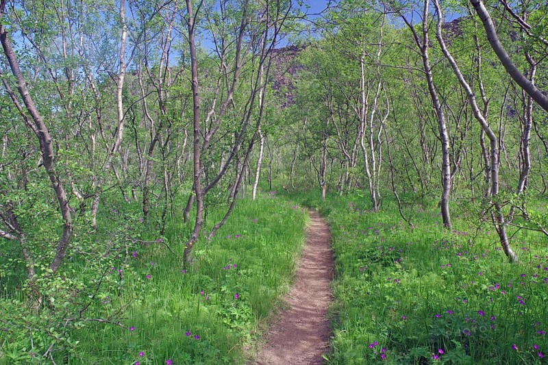 Hiking trail leads through small grove of low birch trees
