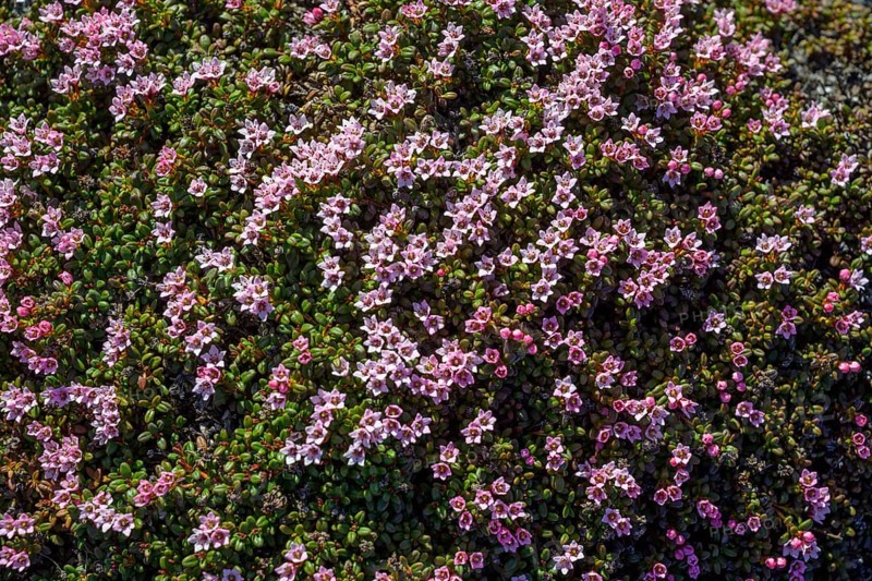 Purple saxifrage (Saxifraga oppositifolia)