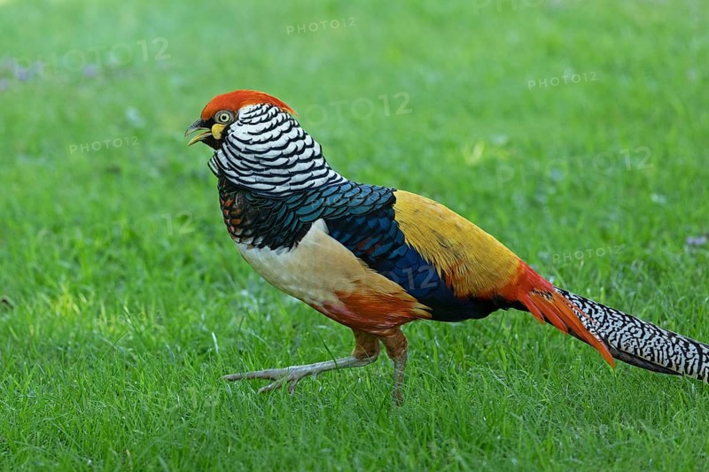 Golden pheasant (Chrysolophus pictus)