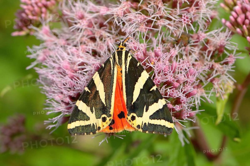 Jersey tiger (Euplagia quadripunctaria) on hemp agrimony (Eupatorium cannabinum)
