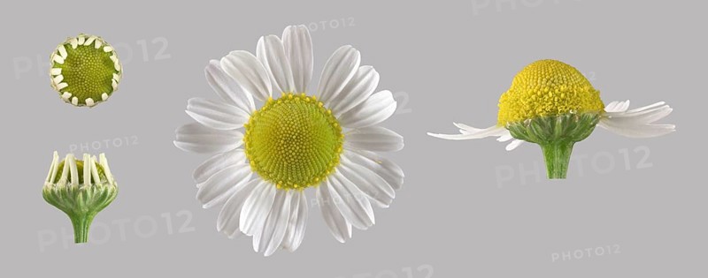 German chamomile (Matricaria chamomilla)