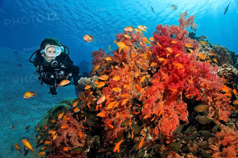 Diver looking at large colony of Klunzinger's Soft Coral (Dendronephthya klunzingeri) with shoal of Red Sea Red Sea Basslet (Pseudanthias taeniatus)