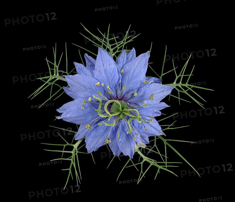 Love in a mist (Nigella damascena)