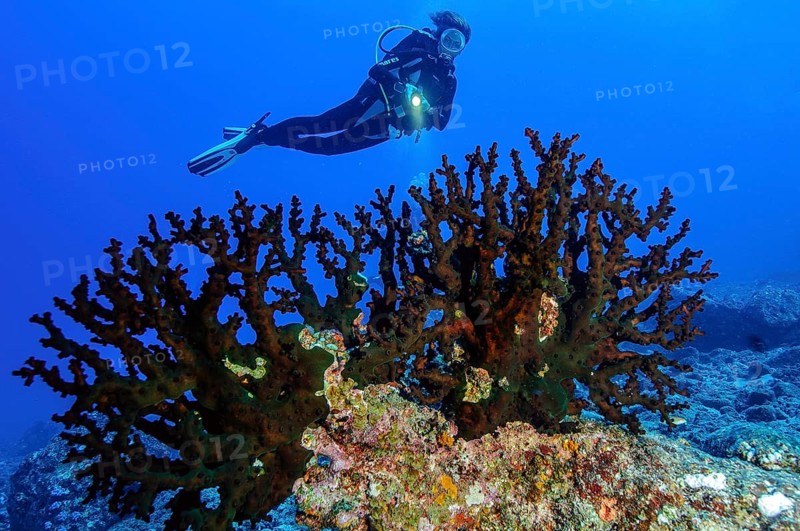 Diver looking at black Black Sun Coral (Tubastraea micranthus)
