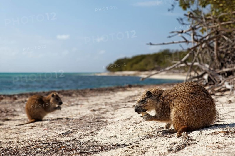 Desmarest's hutia (Capromys pilorides)
