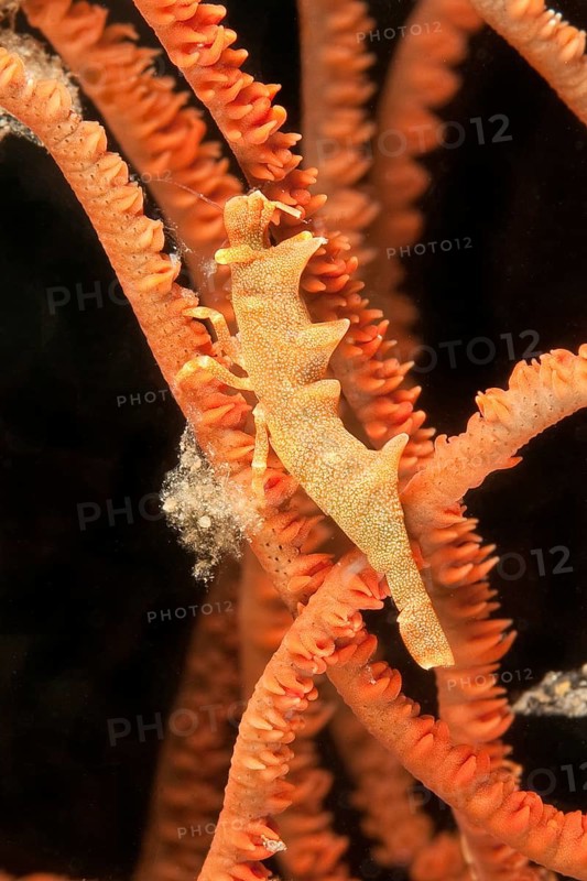 Longhorn shrimp (Miropandalus hardingi) on sea whip (Junceella fragilis)