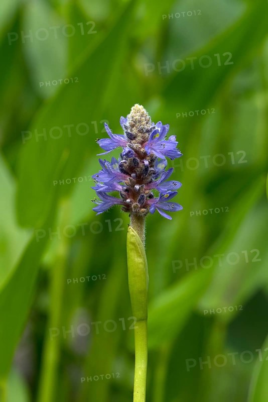 Flower of heart-leaved pikewort (Pontederia cordata)