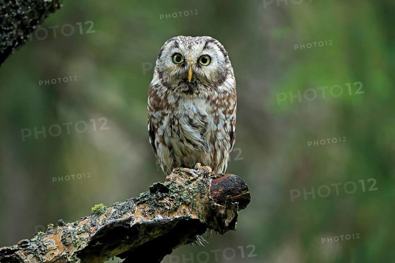 Tengmalm's owl (Aegolius funereus)