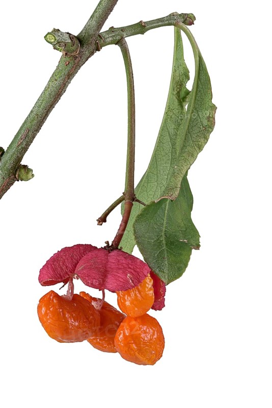 European spindle (Euonymus europaeus)