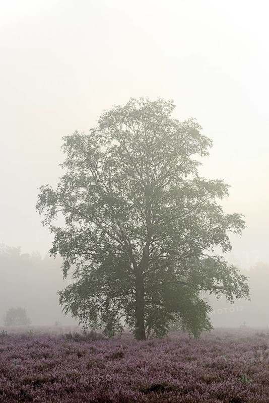 Heathland