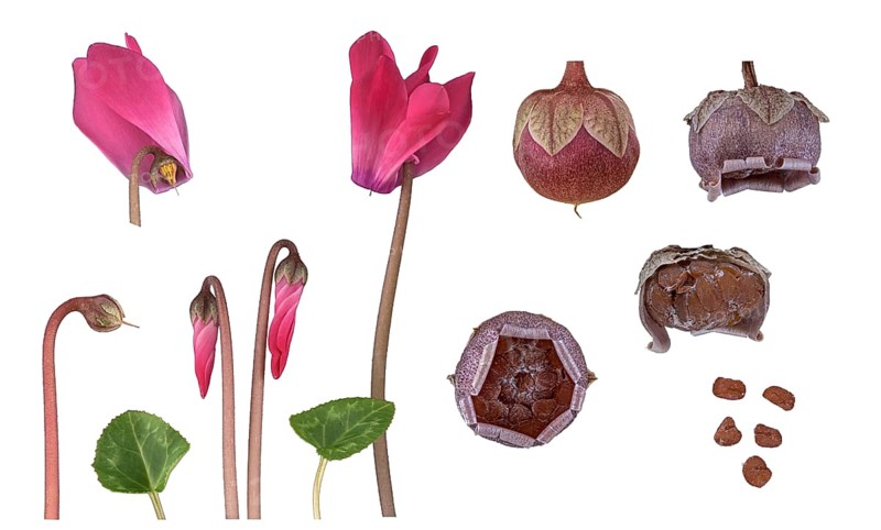 Indoor cyclamen (Cyclamen persicum hybride)