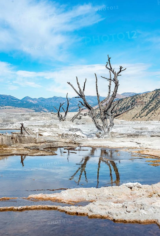 Dead trees on sinter terraces