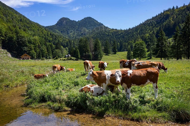 Herd of cows on the mountain pasture at Moosalm near Schwarzensee