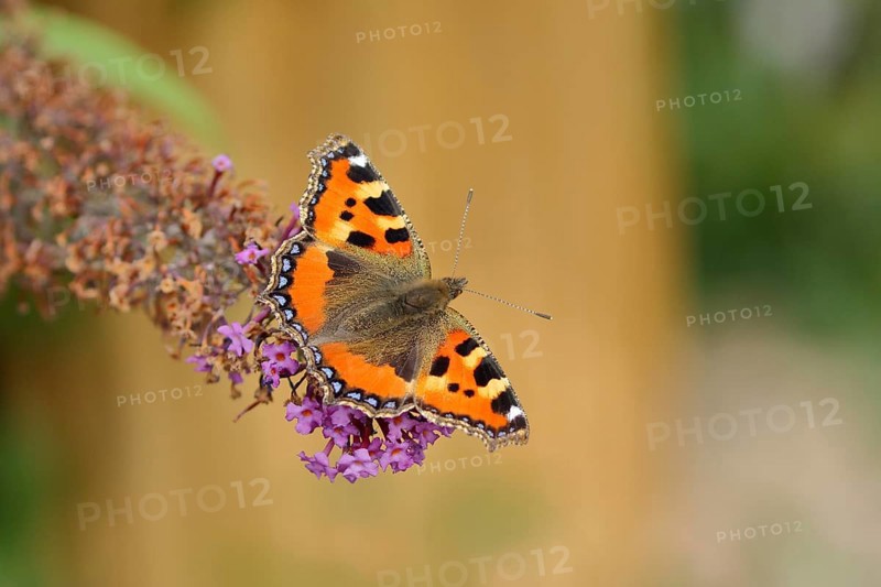 Small tortoiseshell (Aglais urticae)