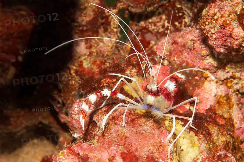 Banded Coral Shrimp (Stenopus hispidus)