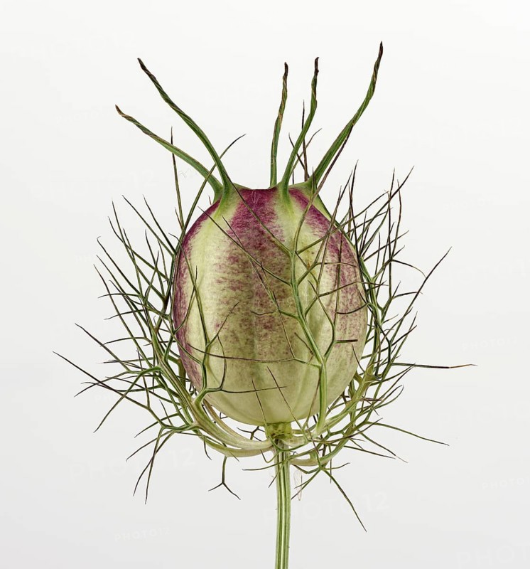 Love in a mist (Nigella damascena)