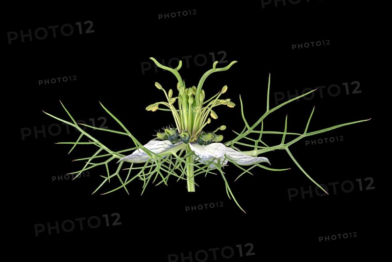 Love in a mist (Nigella damascena)