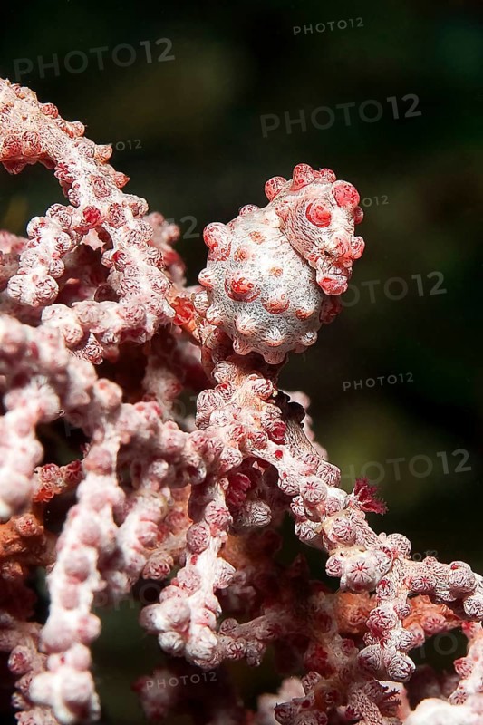 Pregnant female pygmy seahorse (Hippocampus bargibant) sitting on gorgonian (Muricella plectana)