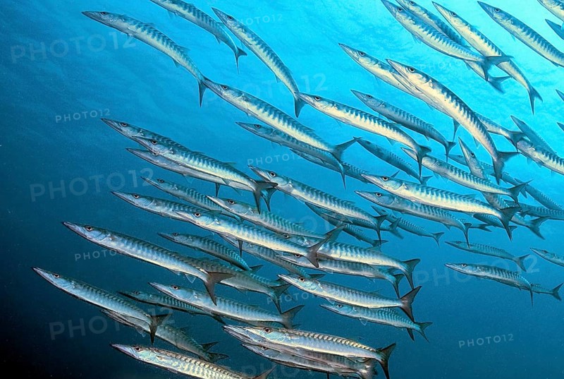 Scule of darkfin barracuda (Sphyraena genie)