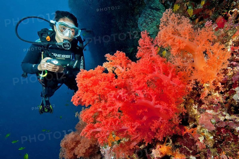 Diver with underwater lamp looking at large red soft coral (Dendronephthya)