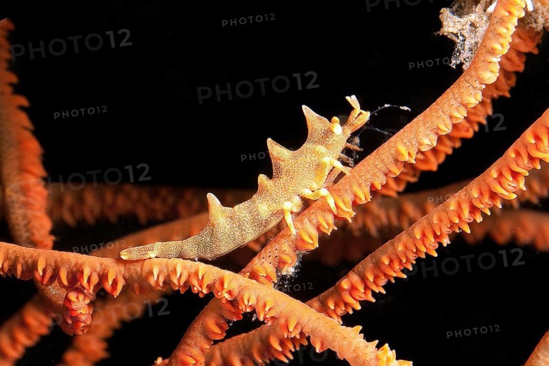 Longhorn shrimp (Miropandalus hardingi) on sea whip (Junceella fragilis)