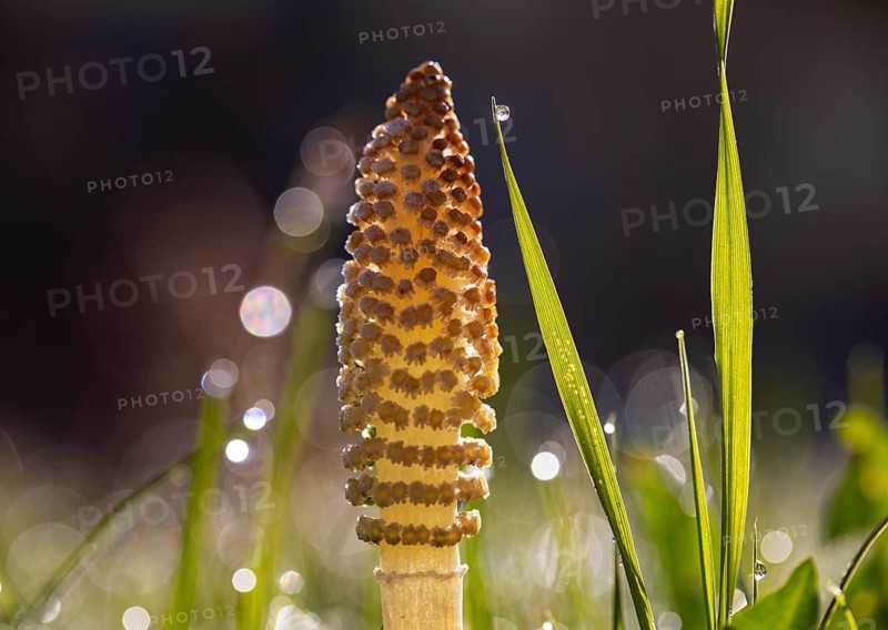 Grass blades with dewdrops and Field horsetail (Equisetum arvense)