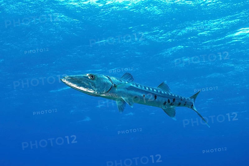 Individual Great barracuda (Sphyraena barracuda)