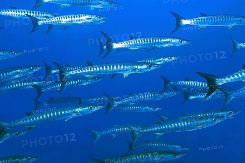 School of Blackfin barracudas (Sphyraena qenie)