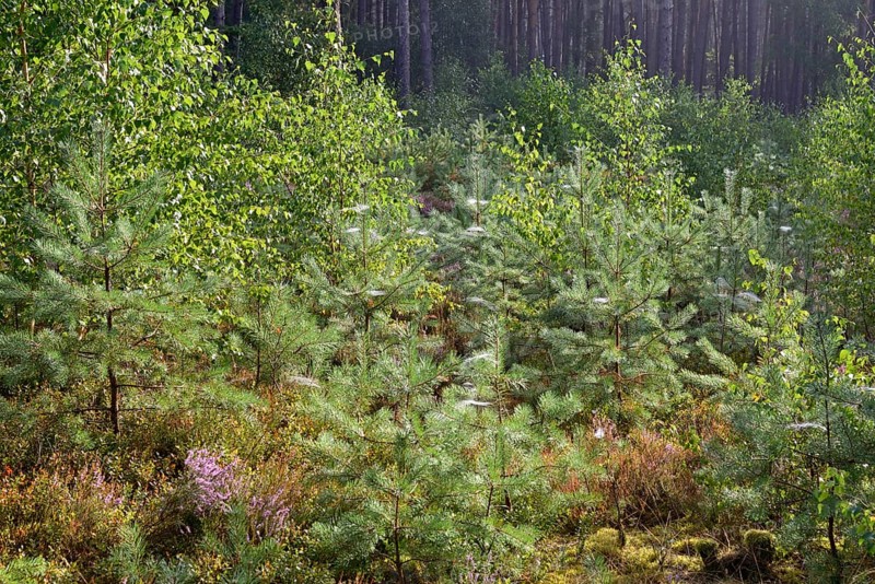 Heathland