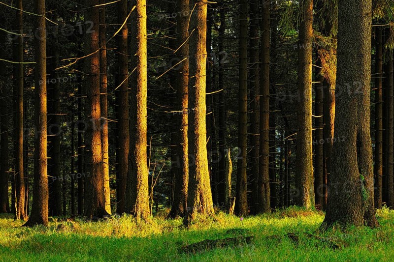 Typical spruce forest in the last evening light