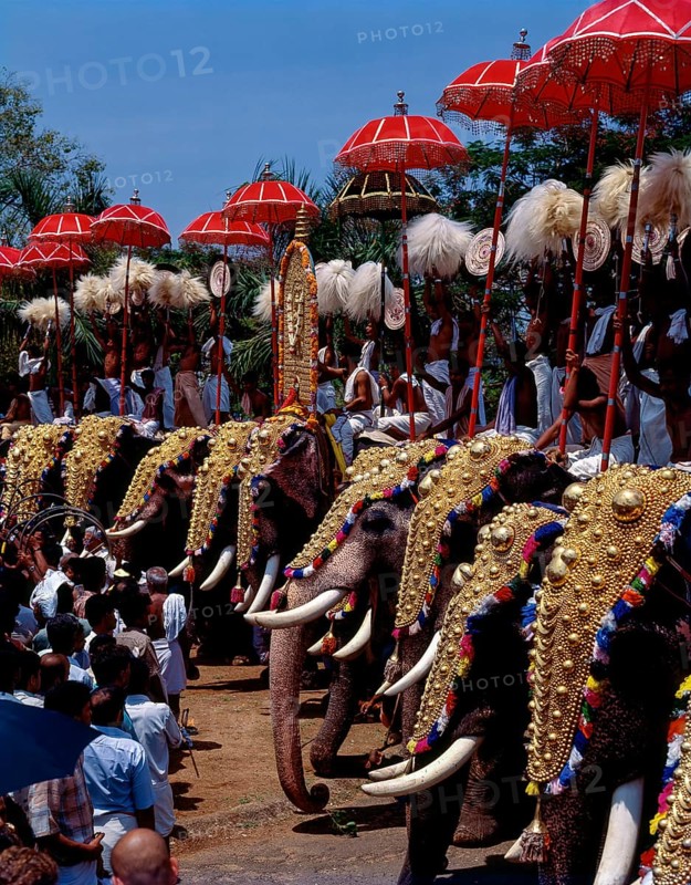 Caparisoned Elephants with eyecatching colorful umbrellas in Pooram Festival at Thrissur