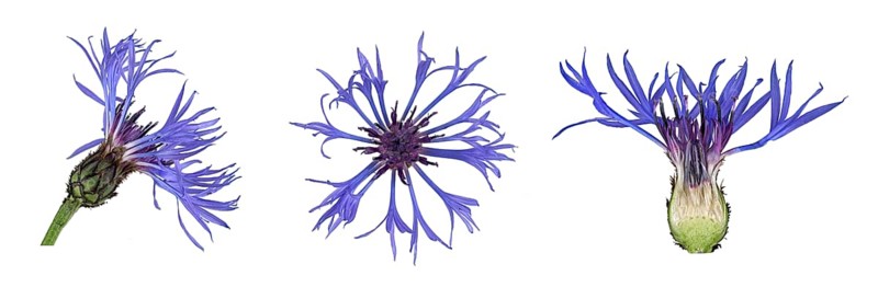 Perennial cornflower (Cyanus montanus)