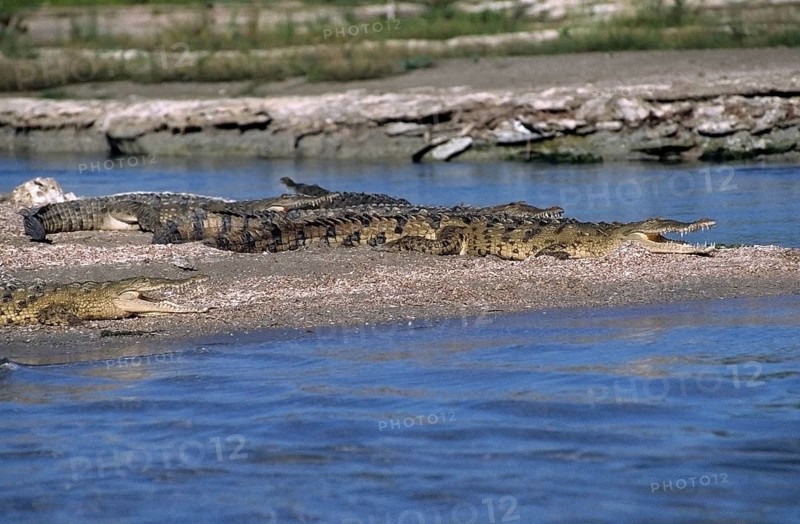 American crocodile (Crocodylus acutus) sunning itself on a sandbank