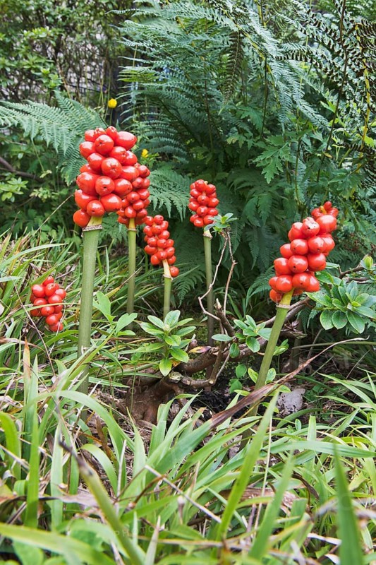 Common arum (Arum maculatum)