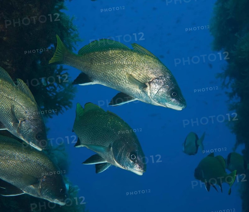 Group of Brown meagre (Sciaena umbra)